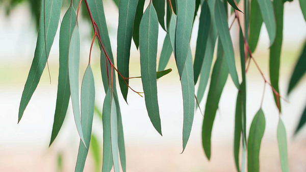 CBD and Eucalyptus: Do You Love or Loathe The Scent?
