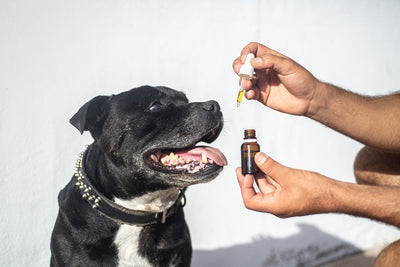 Animal CBD Drops: A Complete Guide for Pet Parents